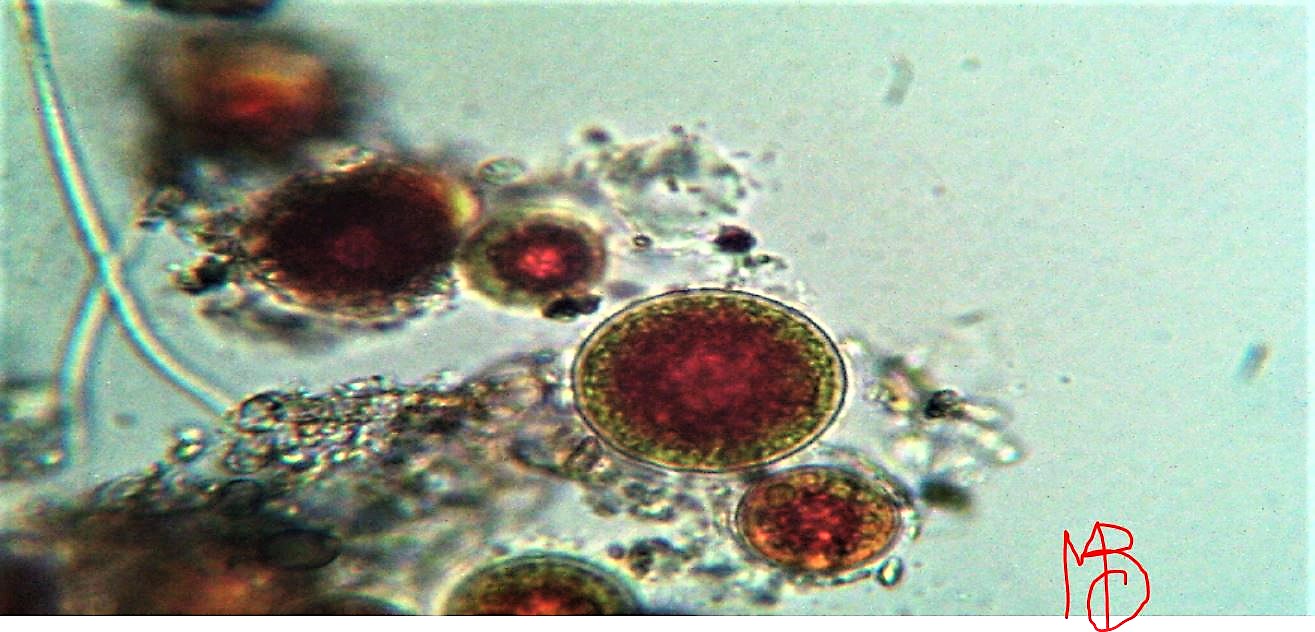 Haematococcus pluvialis